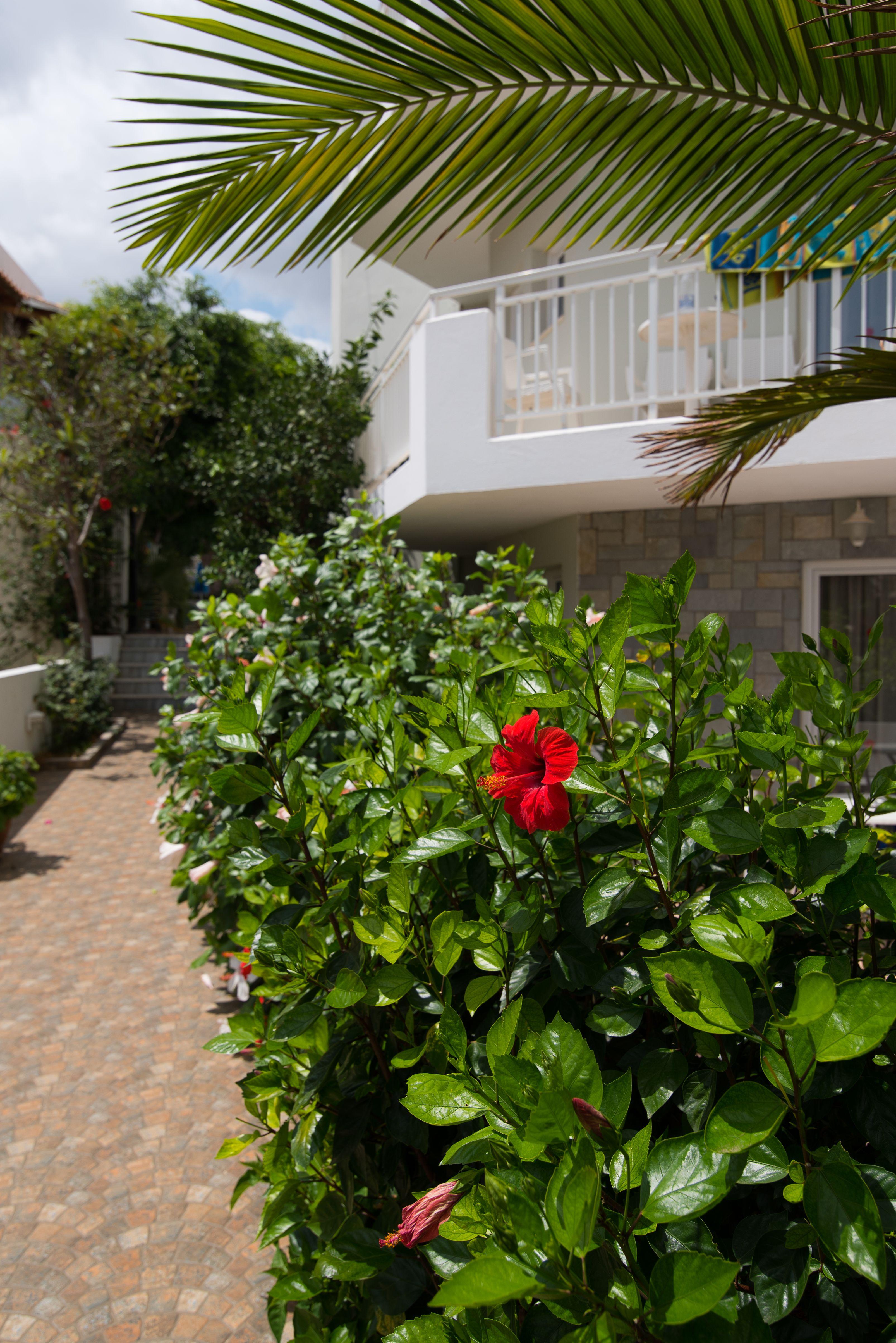 Melissa Apartments, Studios & Suites Malia Exteriér fotografie